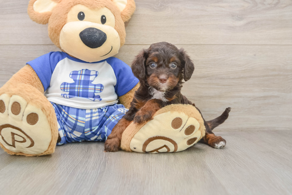 Adorable Cavalier King Charles Spaniel and Poodle Mix Poodle Mix Puppy