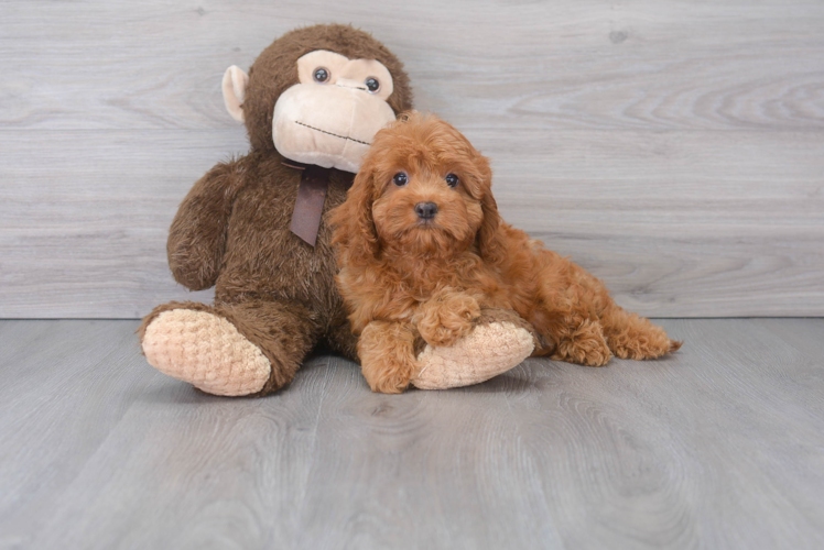 Cute Cavapoo Poodle Mix Pup