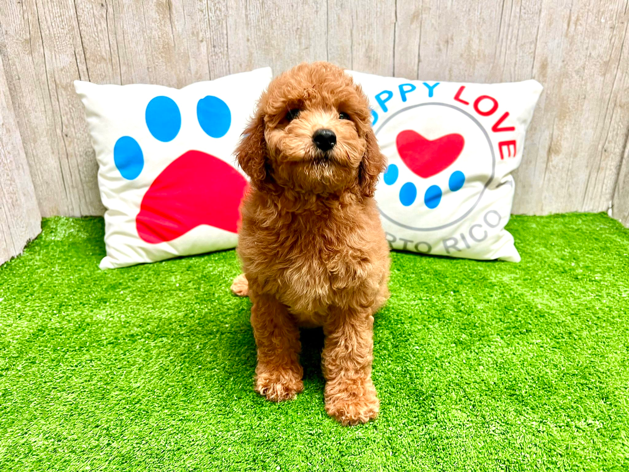Cavapoo Puppy for Adoption