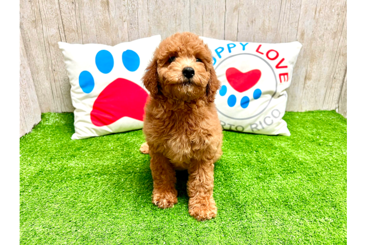 Meet Stormi - our Cavapoo Puppy Photo 1/5 - Puppy Love PR Cavapoo Puppy for Adoption