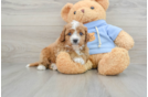 Cavapoo Puppy for Adoption