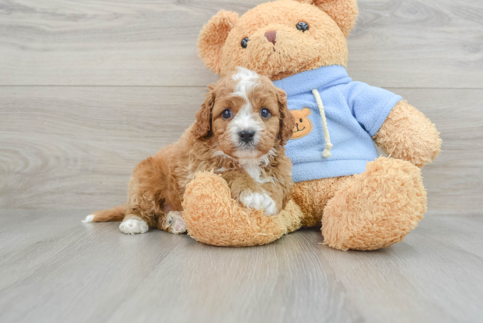 Cavapoo Puppy for Adoption