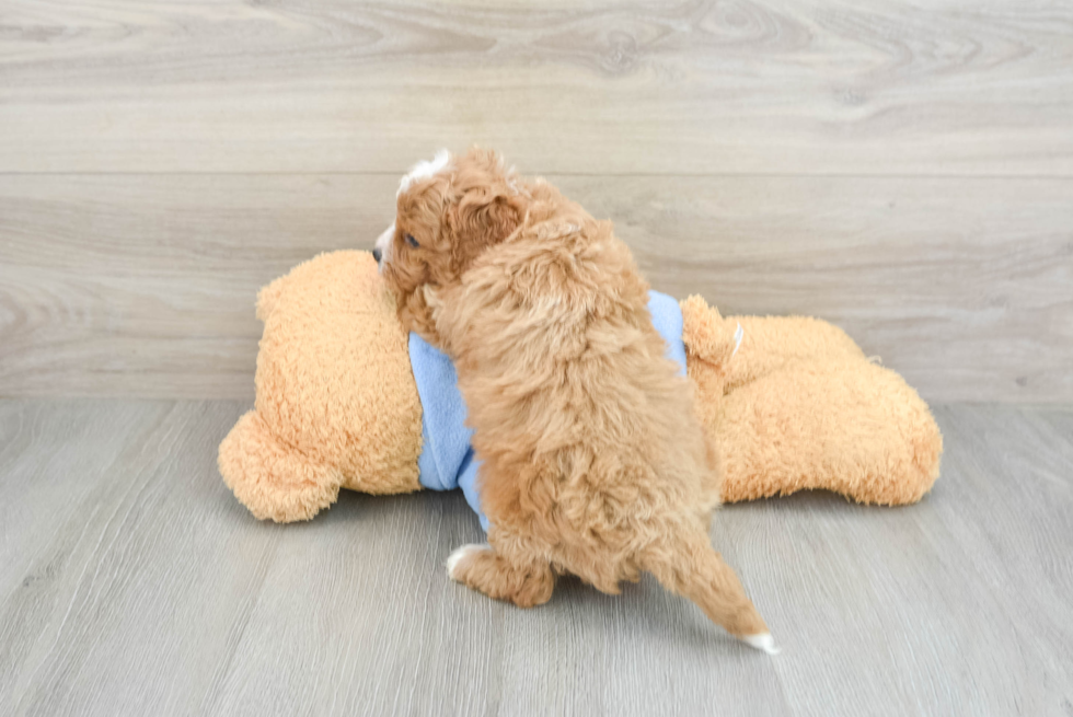 Happy Cavapoo Baby