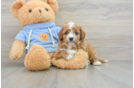 Cavapoo Puppy for Adoption