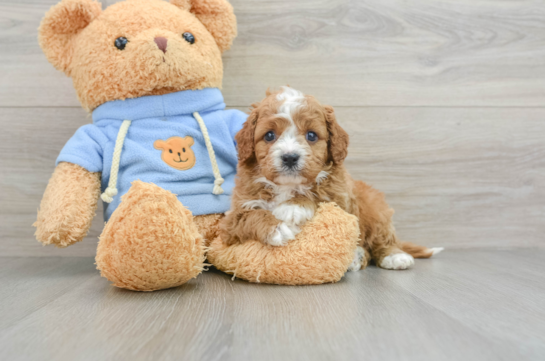 Cavapoo Puppy for Adoption