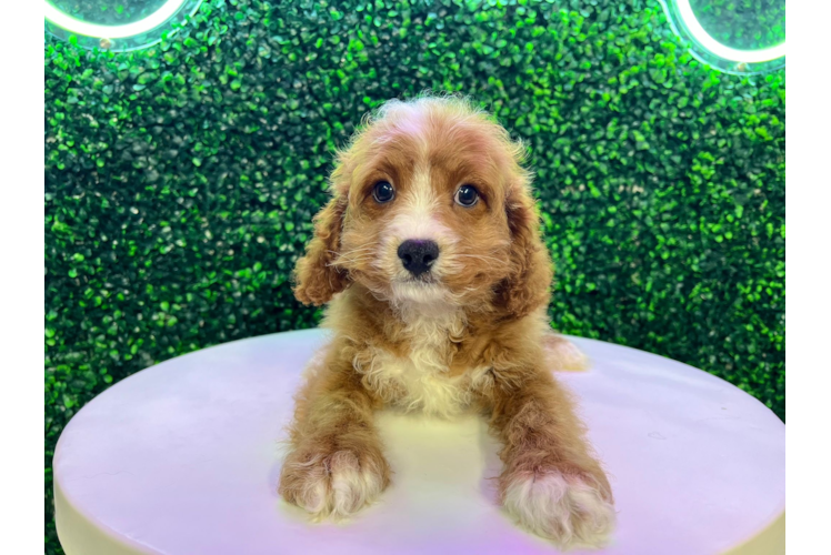 Cavapoo Puppy for Adoption