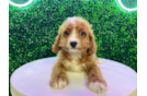 Cavapoo Puppy for Adoption