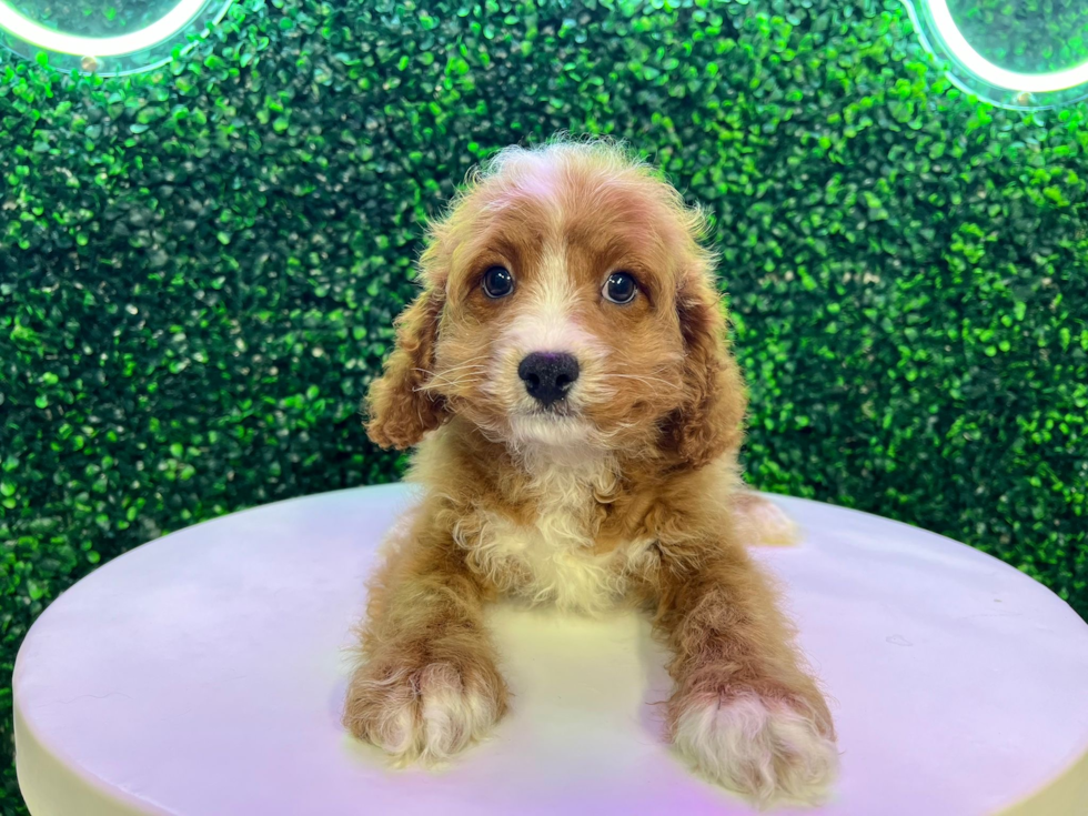 Cavapoo Puppy for Adoption