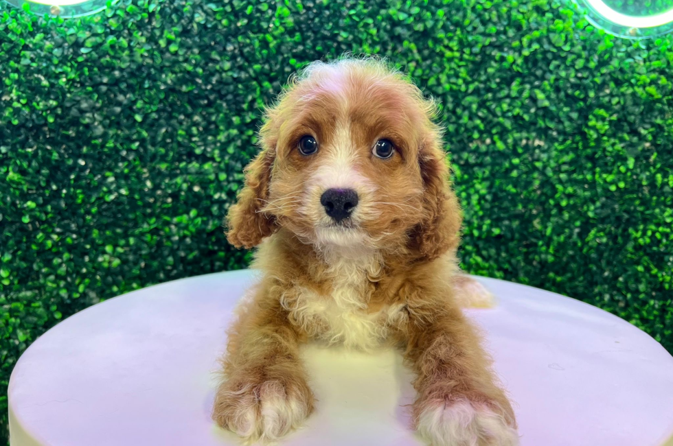 10 week old Cavapoo Puppy For Sale - Puppy Love PR