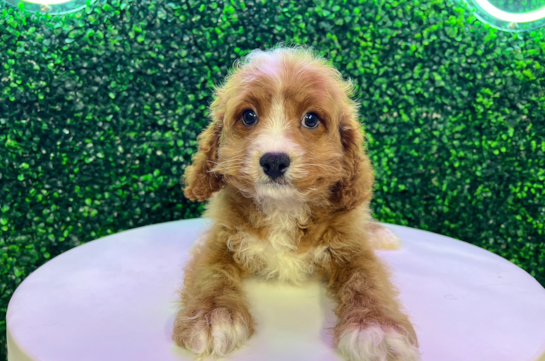 Cavapoo Puppy for Adoption