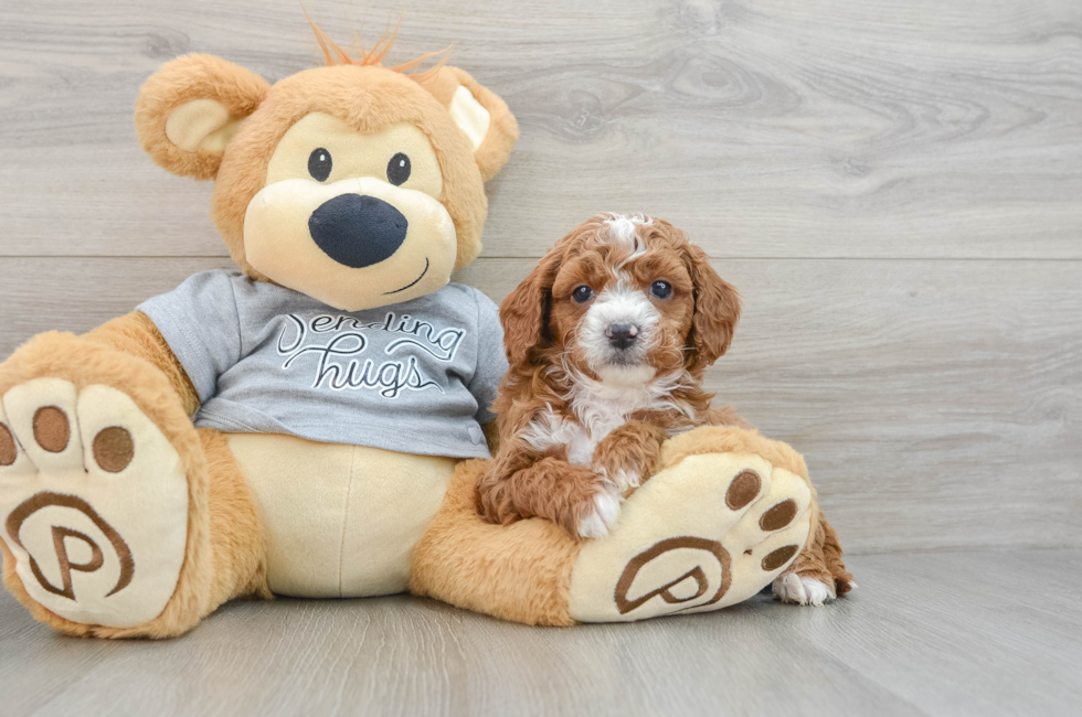 6 week old Cavapoo Puppy For Sale - Puppy Love PR