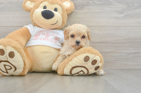 Adorable Cavalier King Charles Spaniel and Poodle Mix Poodle Mix Puppy