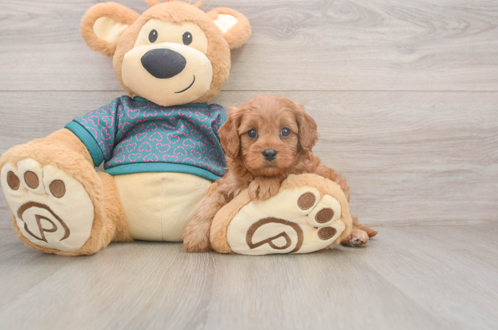 5 week old Cavapoo Puppy For Sale - Puppy Love PR