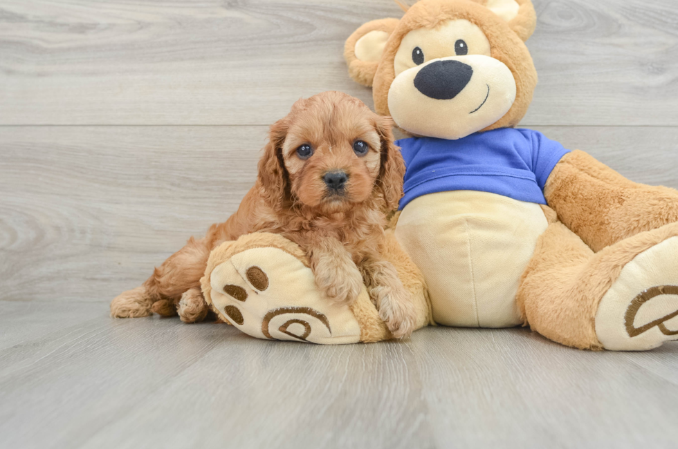 6 week old Cavapoo Puppy For Sale - Puppy Love PR