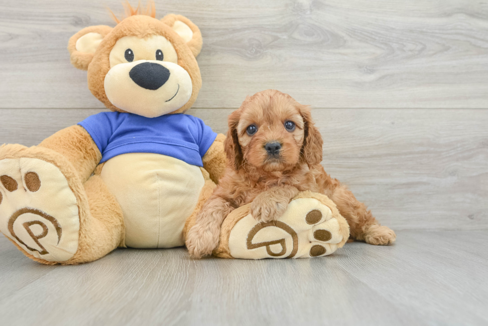 Sweet Cavapoo Baby