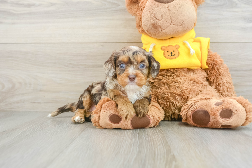 Cavapoo Pup Being Cute