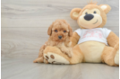 Cavapoo Pup Being Cute