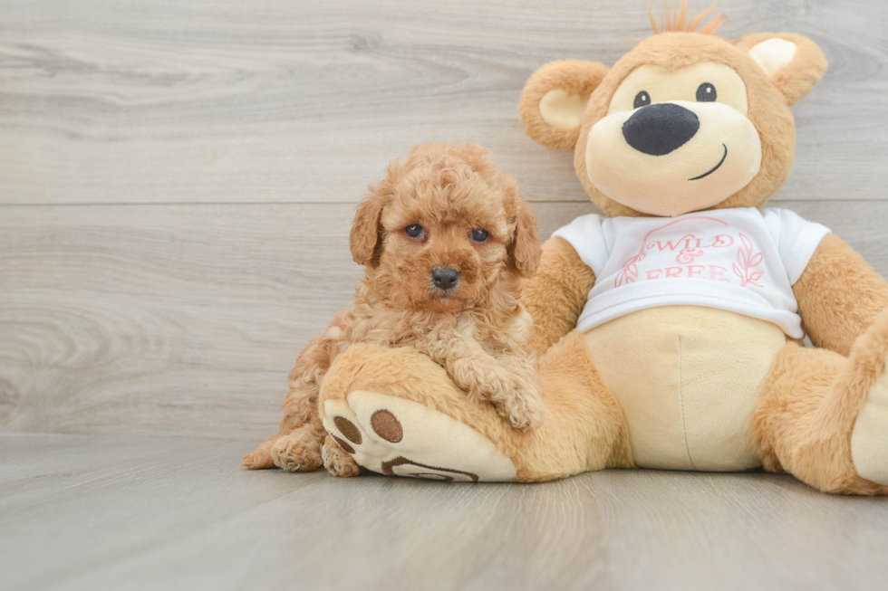 Cavapoo Pup Being Cute