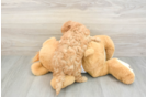 Funny Cavapoo Poodle Mix Pup