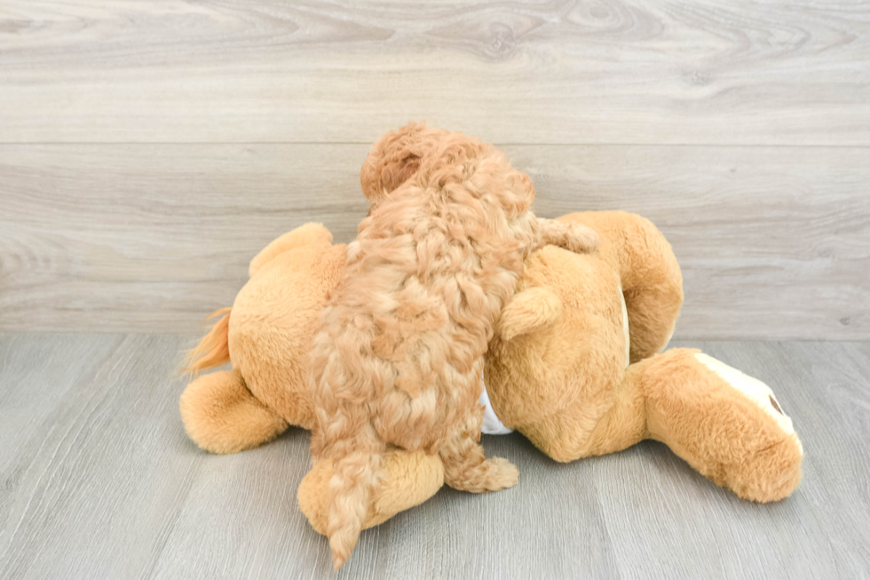 Funny Cavapoo Poodle Mix Pup