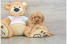 Energetic Cavoodle Poodle Mix Puppy