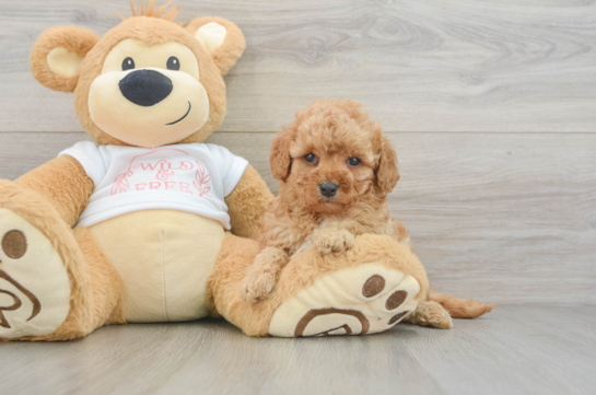 Energetic Cavoodle Poodle Mix Puppy
