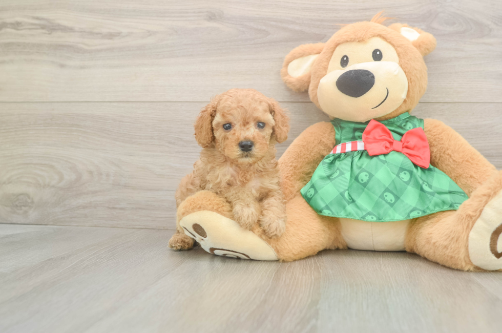 5 week old Cavapoo Puppy For Sale - Puppy Love PR