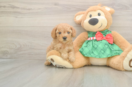 Best Cavapoo Baby