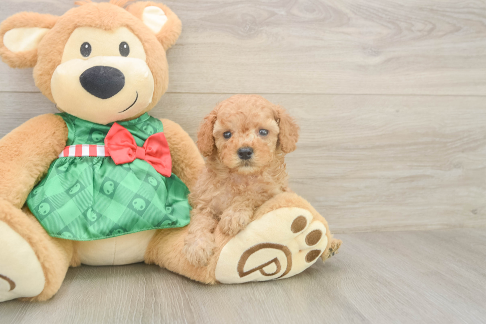 Cavapoo Pup Being Cute