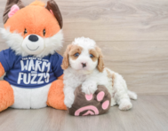 8 week old Cavapoo Puppy For Sale - Puppy Love PR