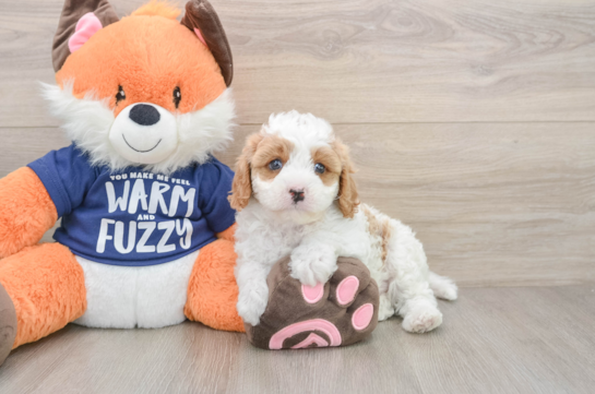 Cavapoo Pup Being Cute