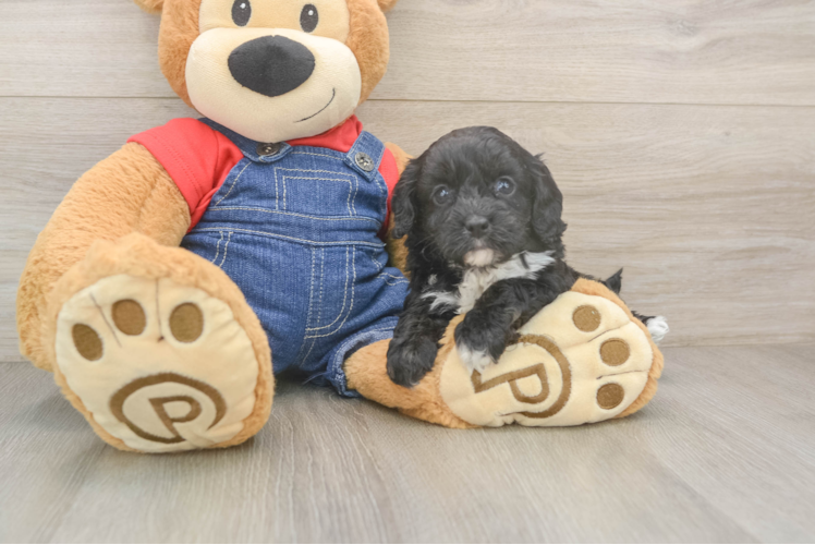 Sweet Cavapoo Baby