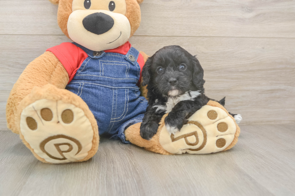 5 week old Cavapoo Puppy For Sale - Puppy Love PR