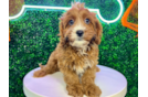 Cavapoo Puppy for Adoption