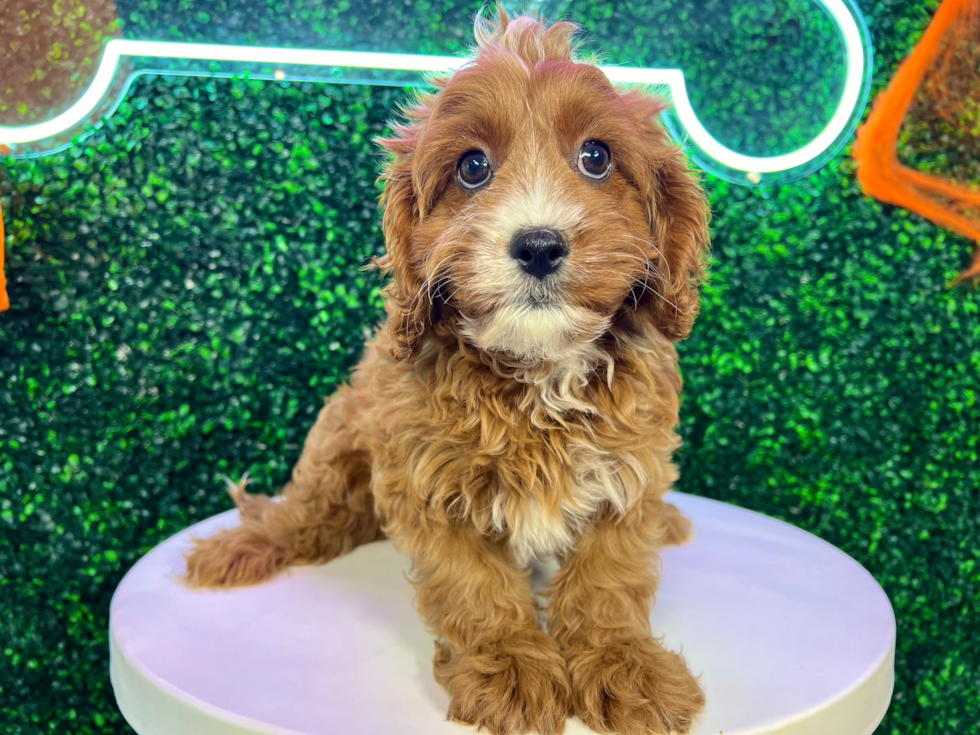 Cavapoo Puppy for Adoption