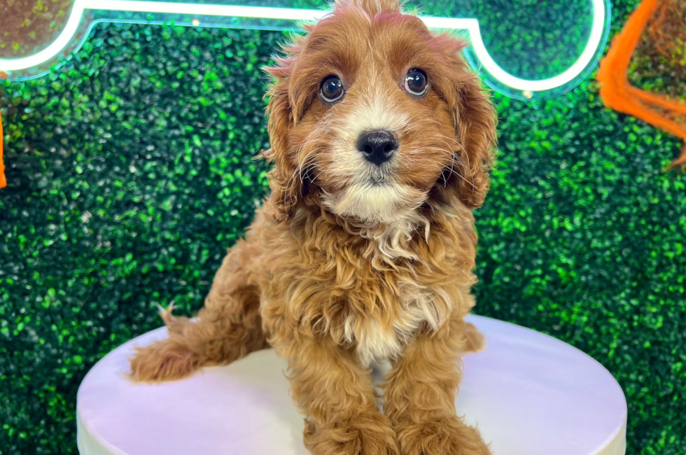 10 week old Cavapoo Puppy For Sale - Puppy Love PR