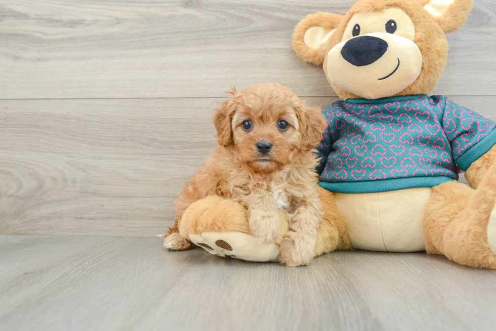 Small Cavapoo Baby