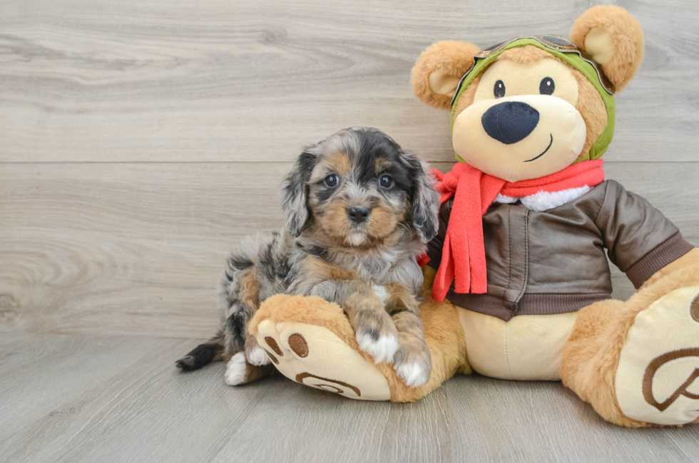 5 week old Cavapoo Puppy For Sale - Puppy Love PR