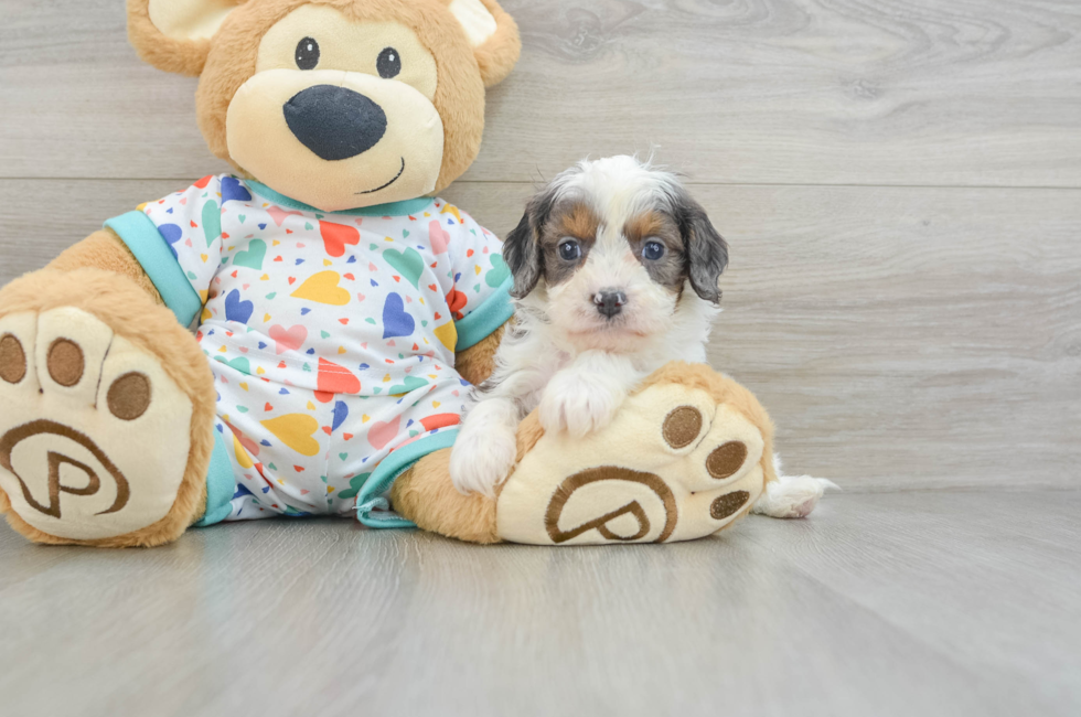 6 week old Cavapoo Puppy For Sale - Puppy Love PR