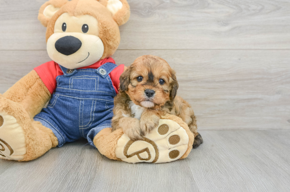 6 week old Cavapoo Puppy For Sale - Puppy Love PR
