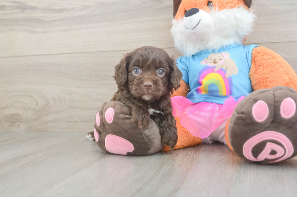 5 week old Cavapoo Puppy For Sale - Puppy Love PR