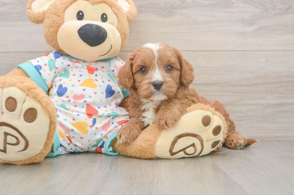 6 week old Cavapoo Puppy For Sale - Puppy Love PR