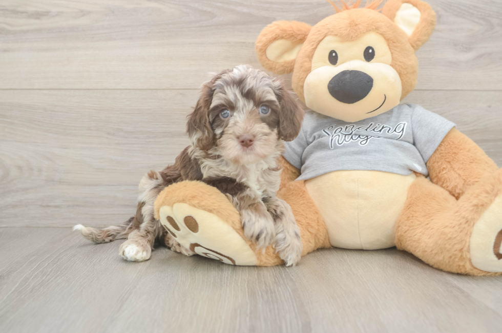 5 week old Cavapoo Puppy For Sale - Puppy Love PR