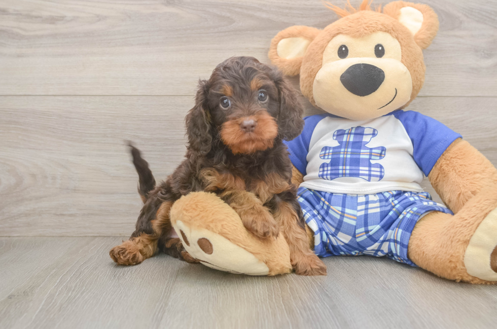 5 week old Cavapoo Puppy For Sale - Puppy Love PR