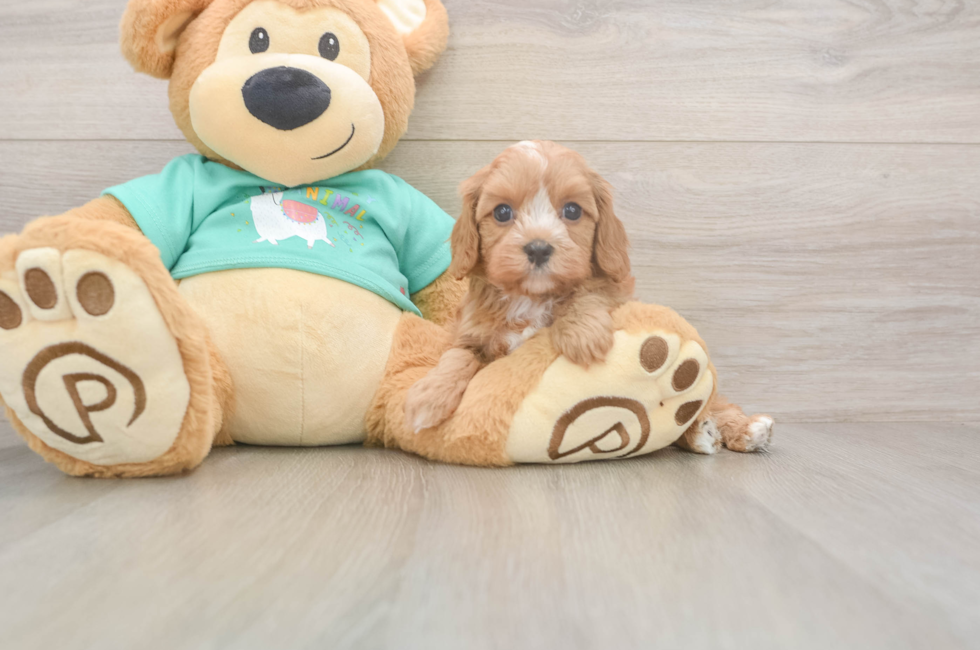 5 week old Cavapoo Puppy For Sale - Puppy Love PR