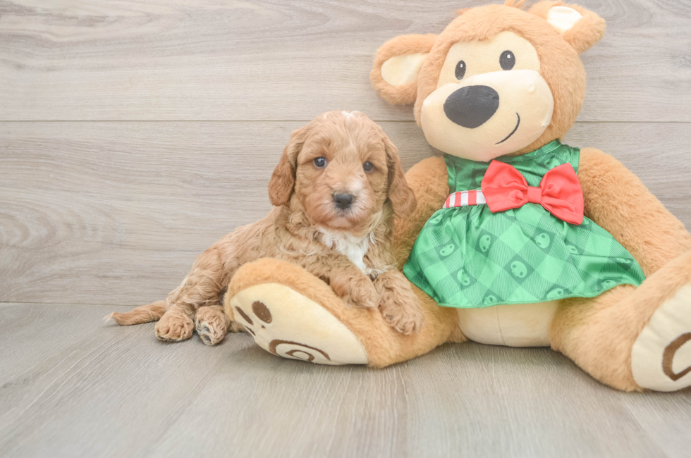 5 week old Cavapoo Puppy For Sale - Puppy Love PR