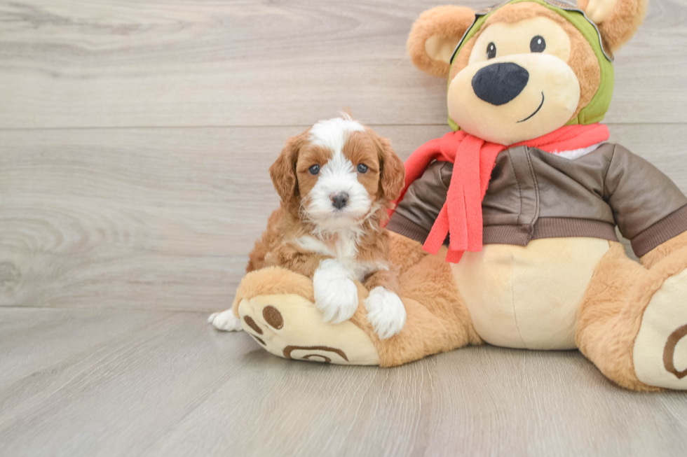 Cavapoo Puppy for Adoption