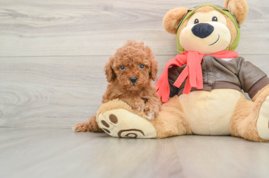Adorable Cavalier King Charles Spaniel and Poodle Mix Poodle Mix Puppy