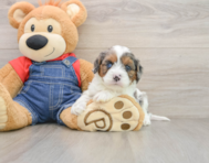8 week old Cavapoo Puppy For Sale - Puppy Love PR