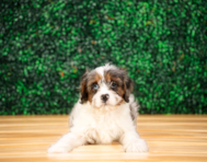 10 week old Cavapoo Puppy For Sale - Puppy Love PR